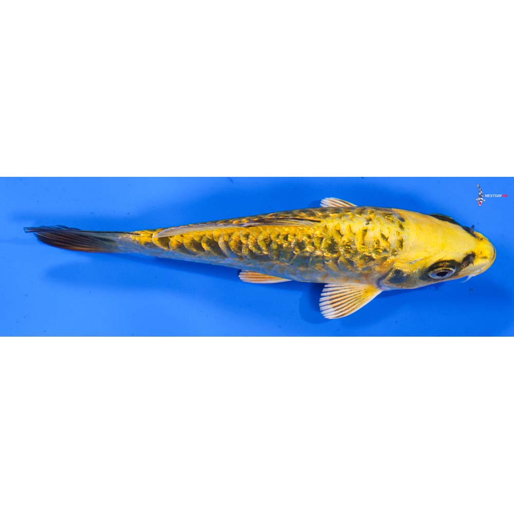 5” Imported Gin Rin Ki Matsuba