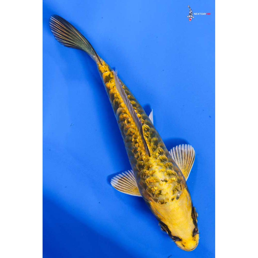 5” Imported Gin Rin Ki Matsuba