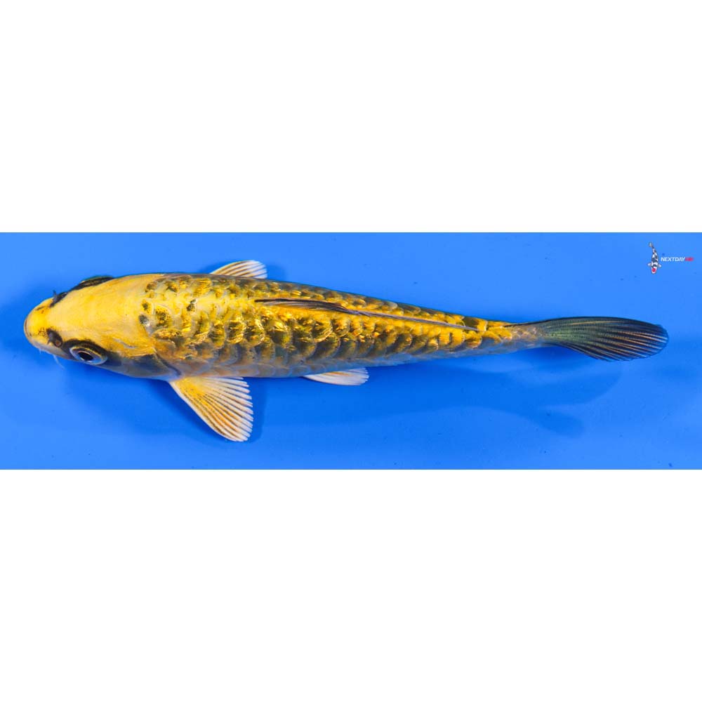 5” Imported Gin Rin Ki Matsuba