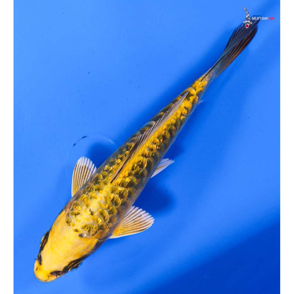 5” Imported Gin Rin Ki Matsuba