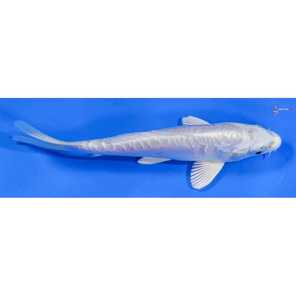 6.5” Imported Doitsu Platinum Ogon