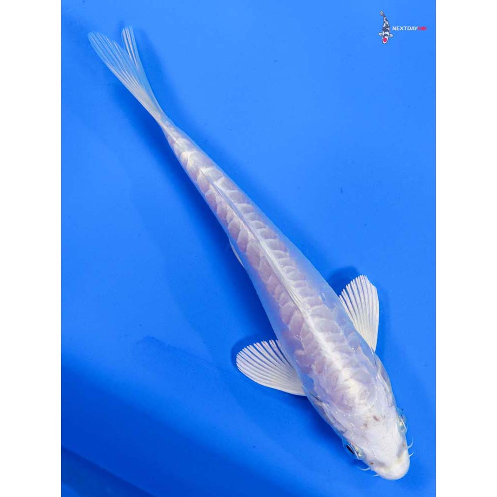6.5” Imported Doitsu Platinum Ogon