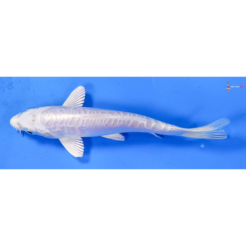 6.5” Imported Doitsu Platinum Ogon