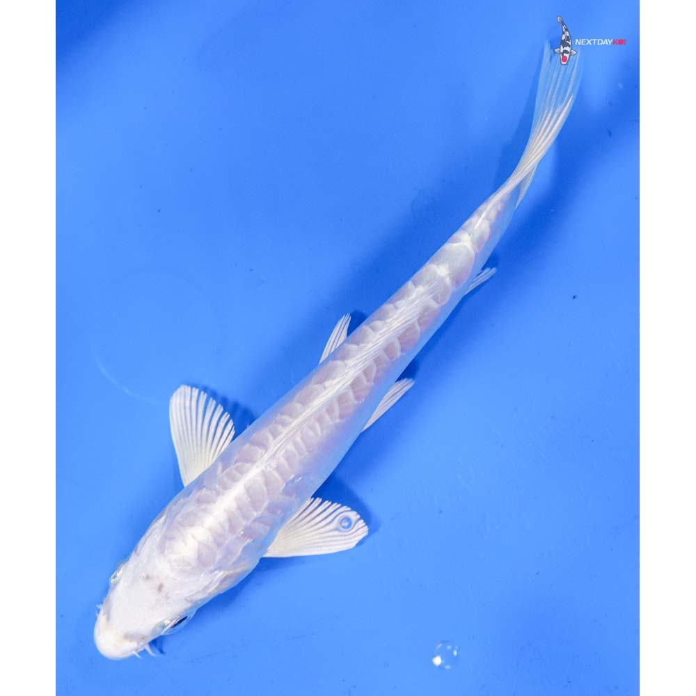 6.5” Imported Doitsu Platinum Ogon