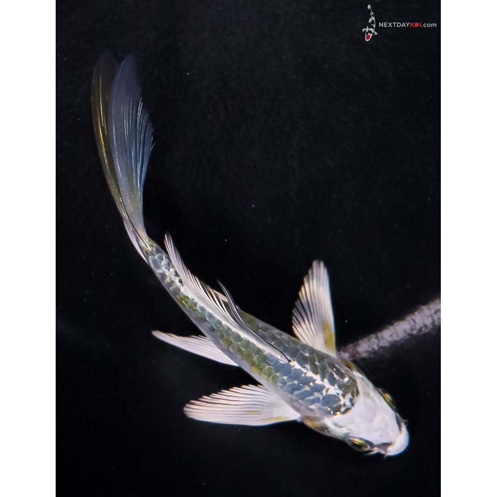 4” Imported Blue Armor Scaled Kujaku Butterfly Koi