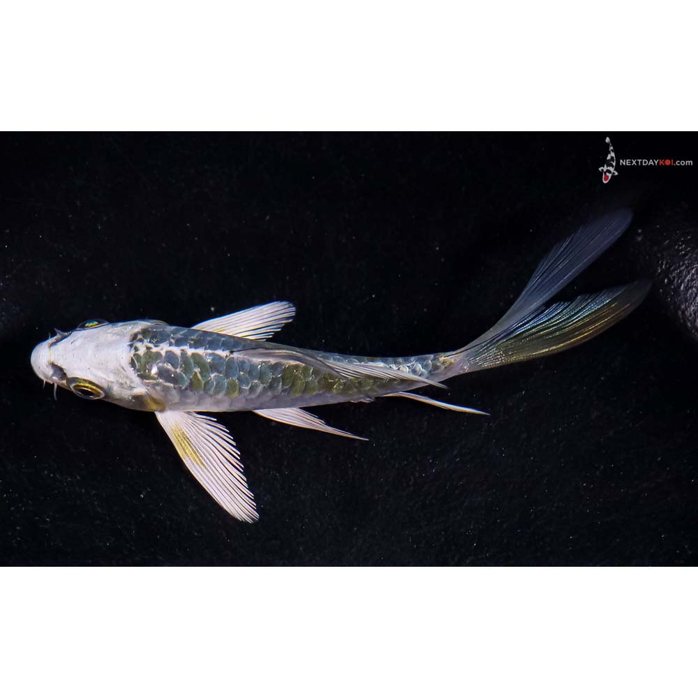 4” Imported Blue Armor Scaled Kujaku Butterfly Koi