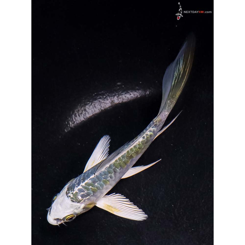 4” Imported Blue Armor Scaled Kujaku Butterfly Koi