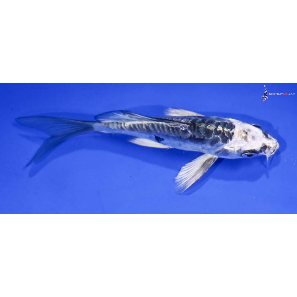 4.5” Imported Kikokuryu Butterfly Koi