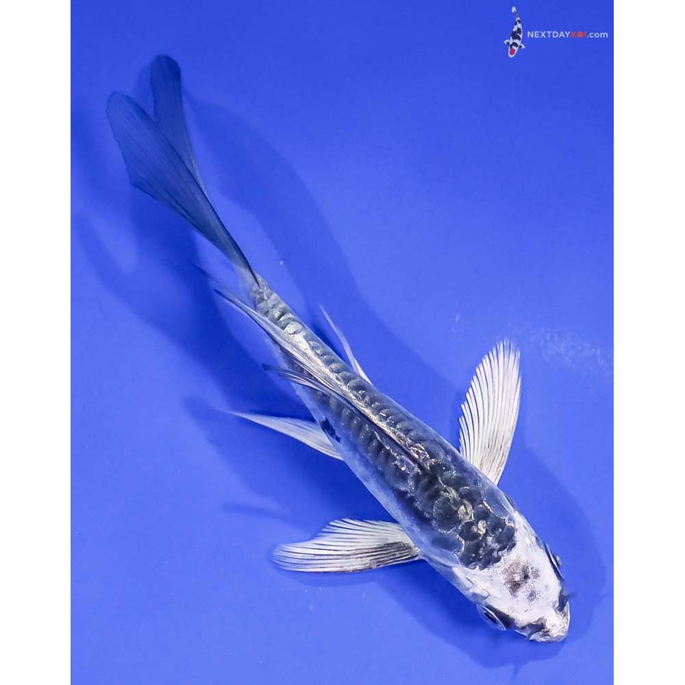 4.5” Imported Kikokuryu Butterfly Koi