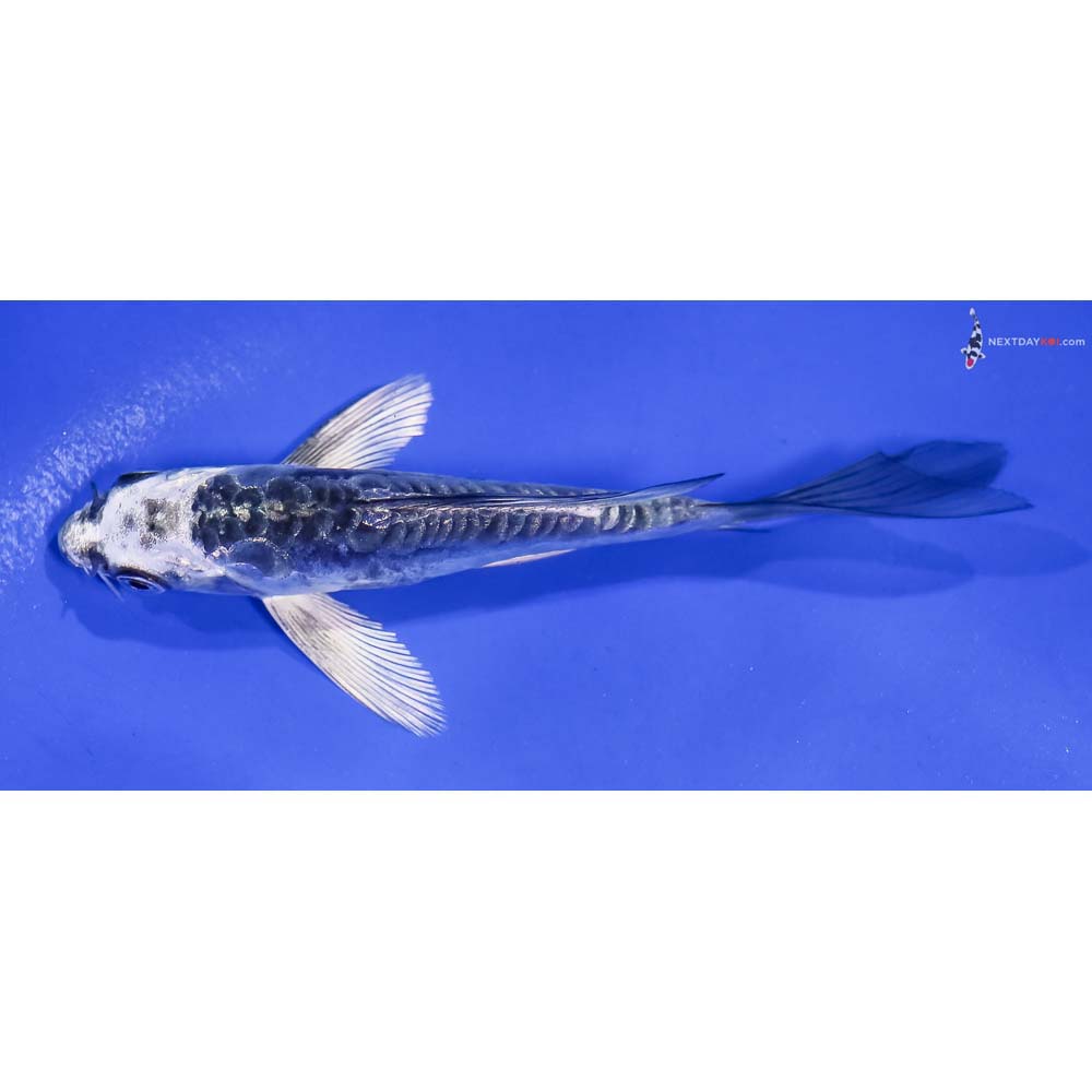 4.5” Imported Kikokuryu Butterfly Koi