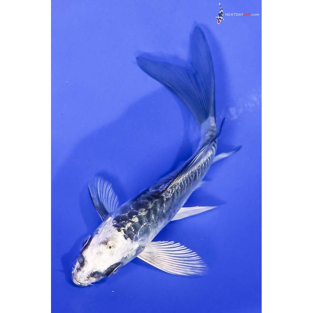 4.5” Imported Kikokuryu Butterfly Koi