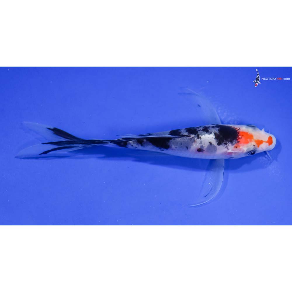 4.5” Imported Sanke Butterfly Koi