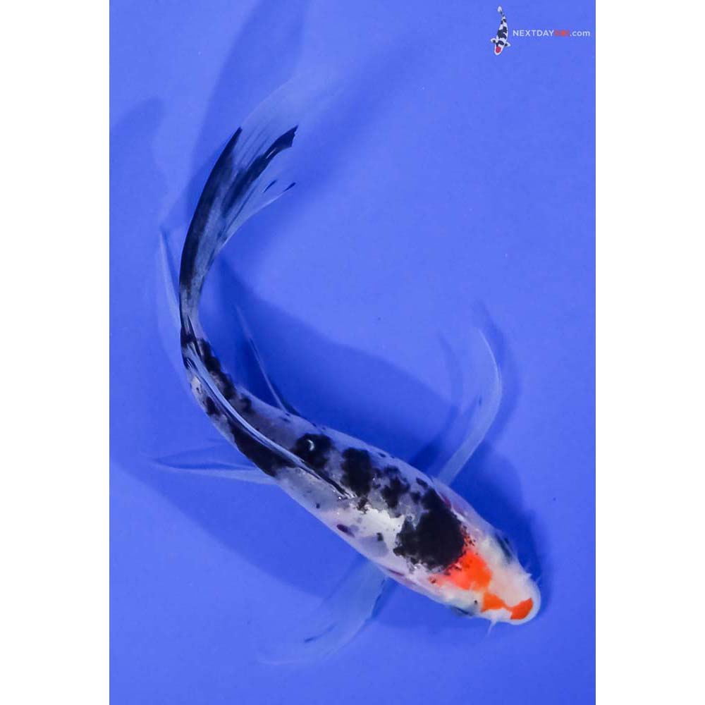 4.5” Imported Sanke Butterfly Koi