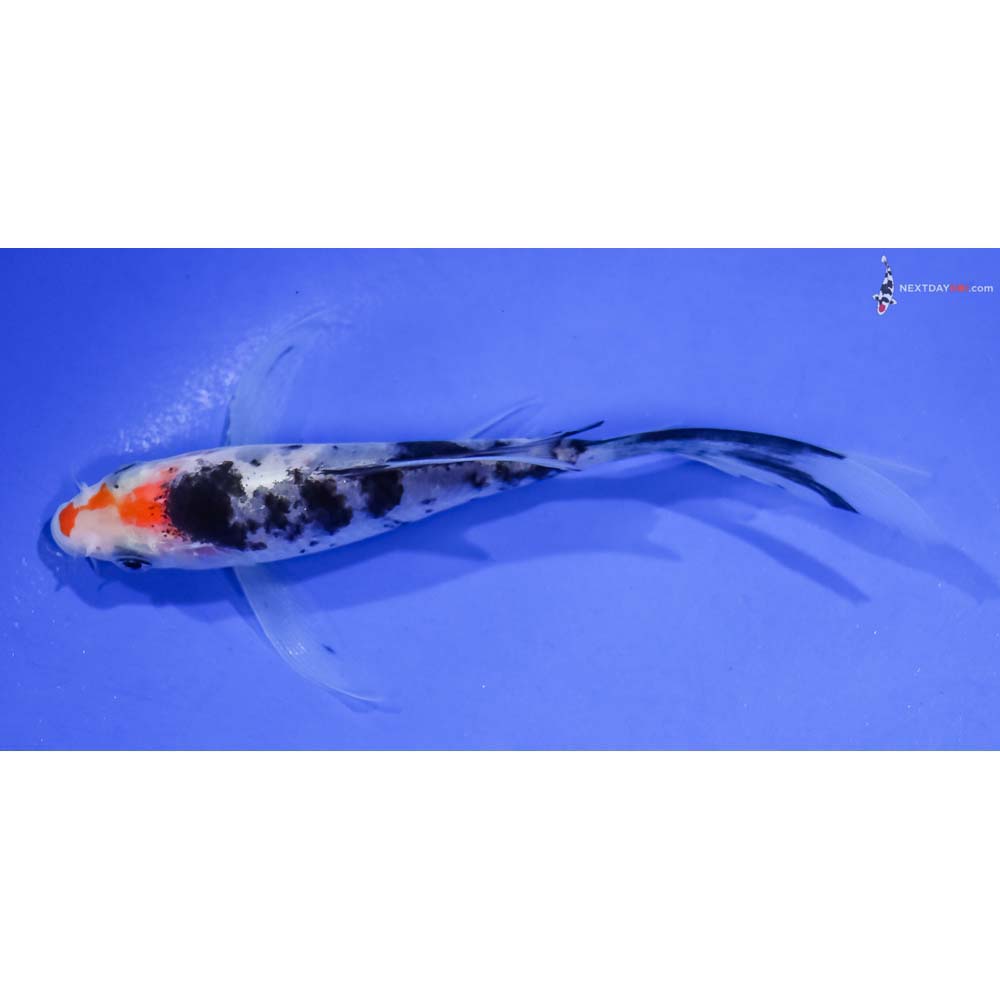 4.5” Imported Sanke Butterfly Koi