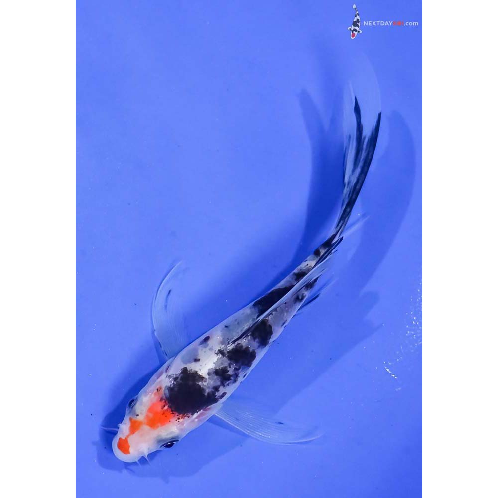 4.5” Imported Sanke Butterfly Koi