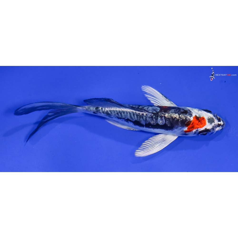 4.5” Imported Gin Rin Kin Kikokuryu Butterfly Koi