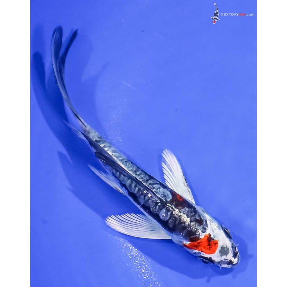 4.5” Imported Gin Rin Kin Kikokuryu Butterfly Koi
