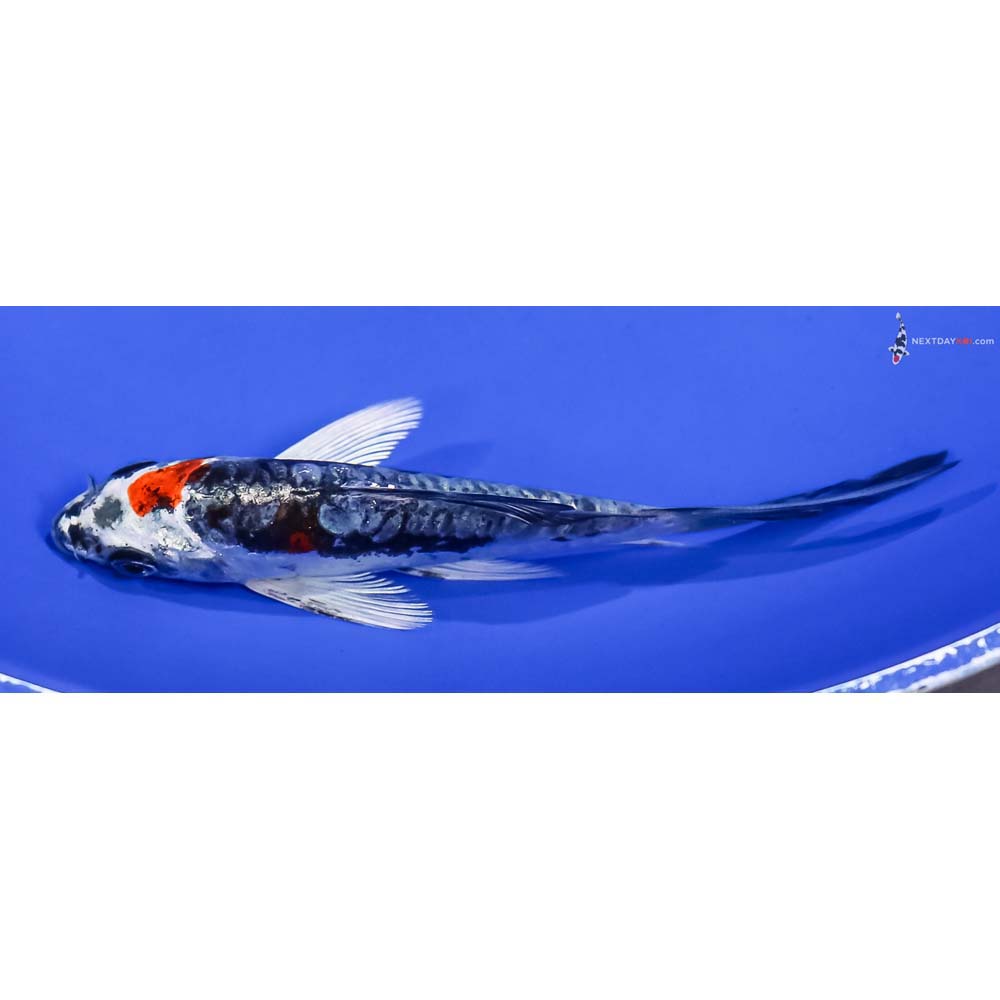 4.5” Imported Gin Rin Kin Kikokuryu Butterfly Koi