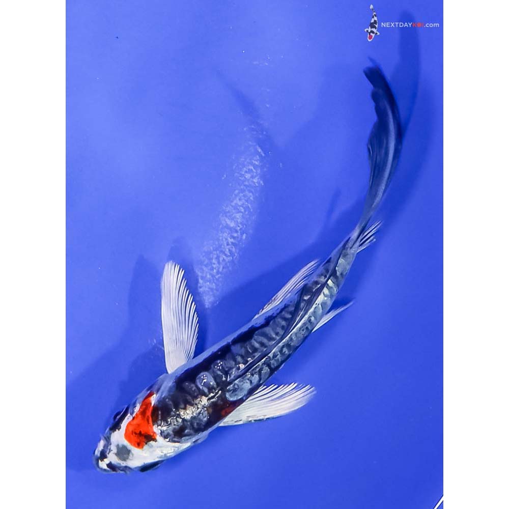 4.5” Imported Gin Rin Kin Kikokuryu Butterfly Koi