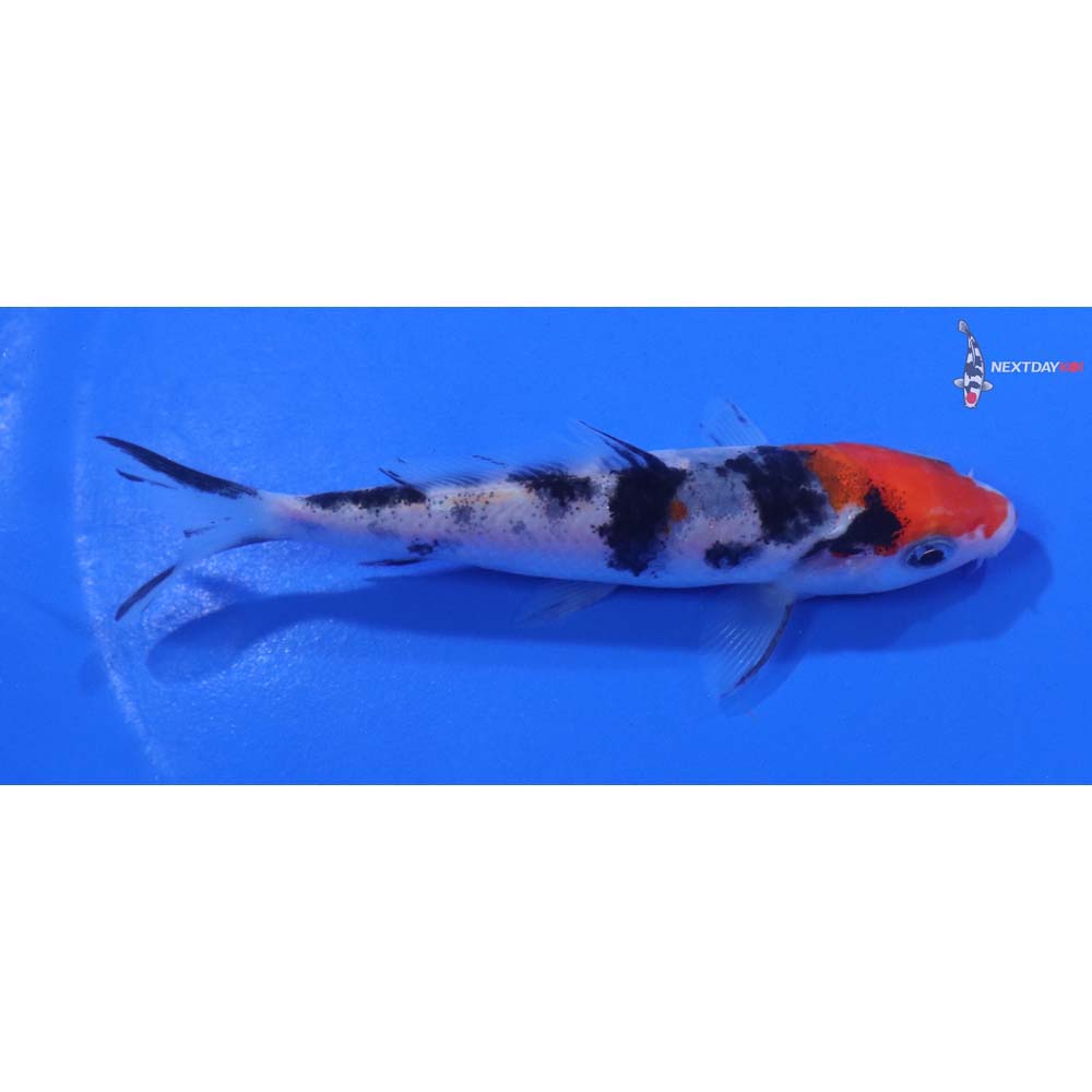 4” Imported Sanke