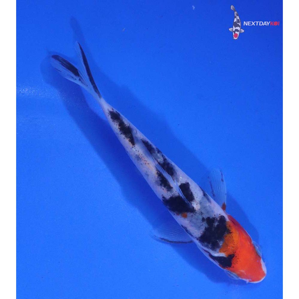 4” Imported Sanke