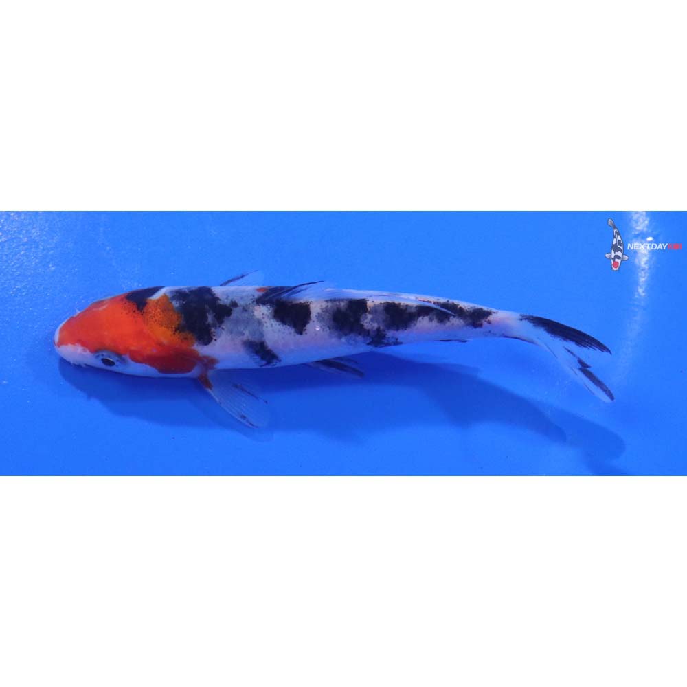 4” Imported Sanke