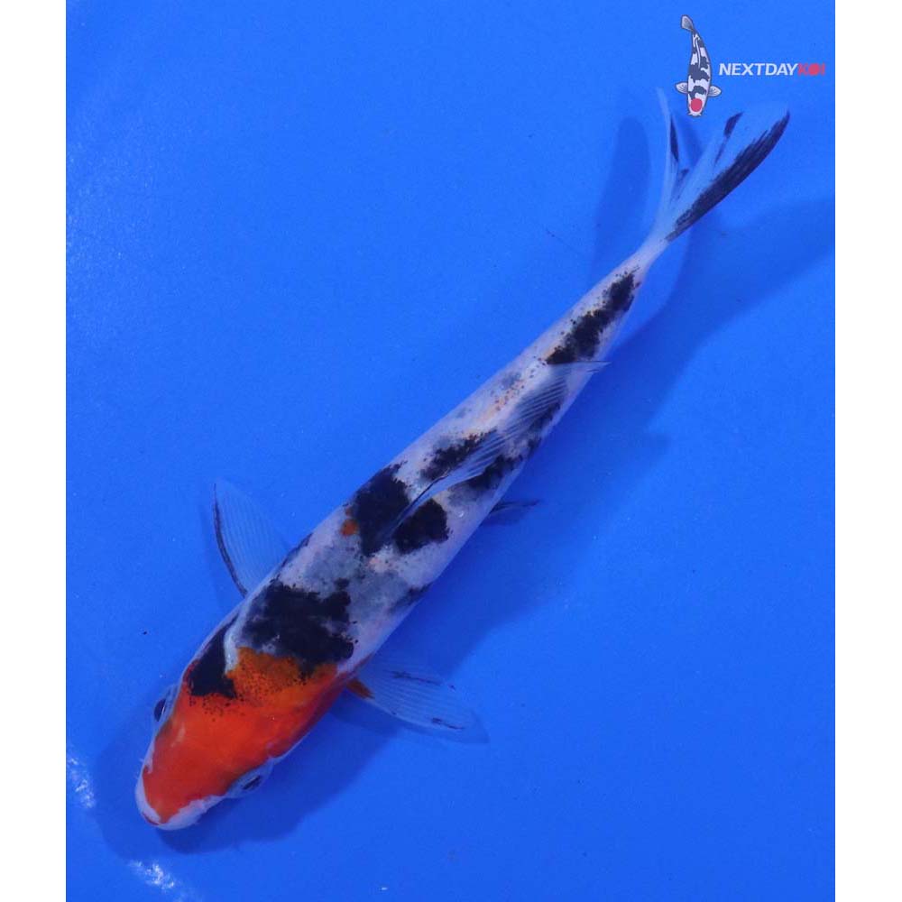4” Imported Sanke