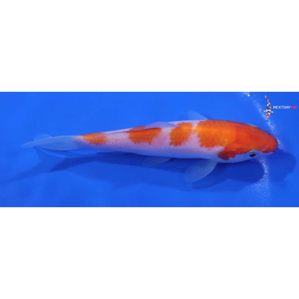 4.5” Imported Kohaku