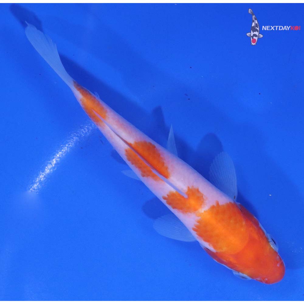 4.5” Imported Kohaku