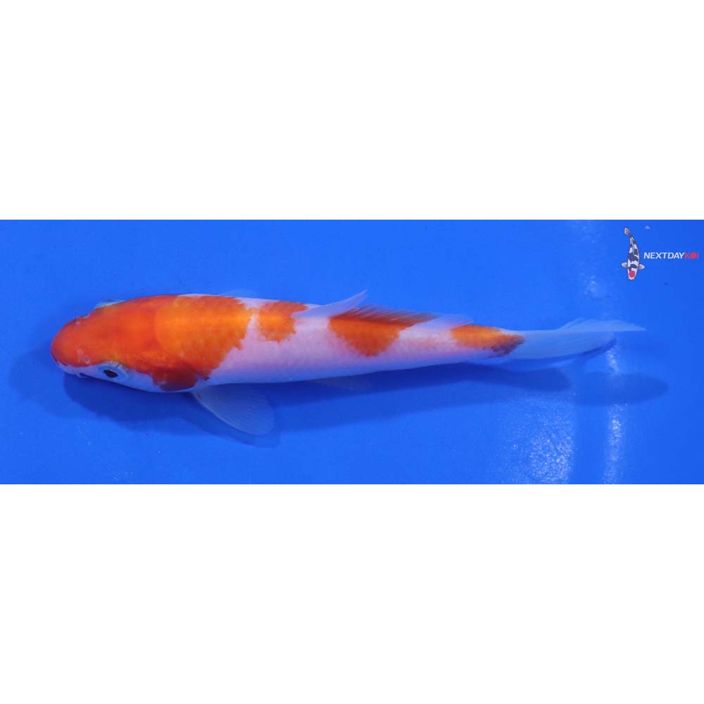4.5” Imported Kohaku