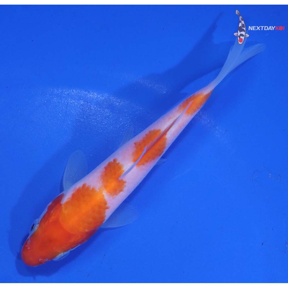 4.5” Imported Kohaku