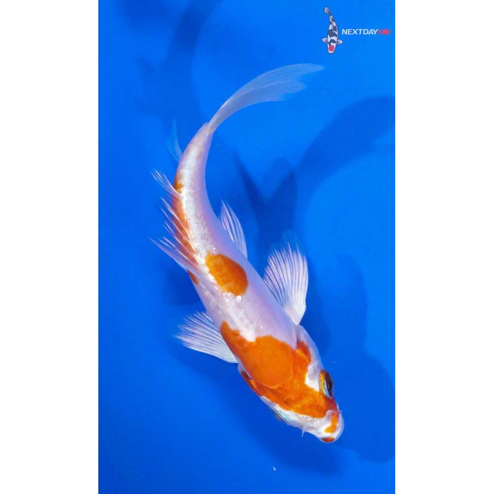 4.5” Imported Kikusui Butterfly Koi