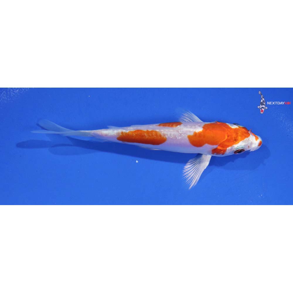 4.5” Imported Kikusui Butterfly Koi