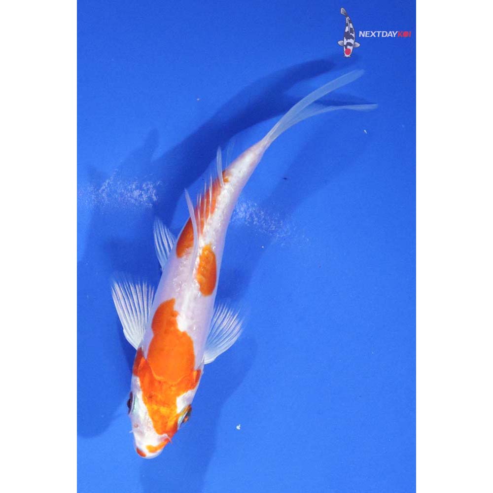 4.5” Imported Kikusui Butterfly Koi