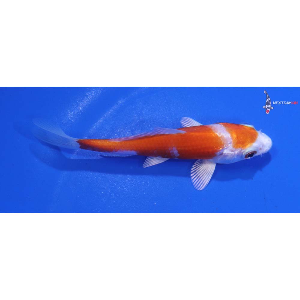 3.5” Imported Hariwake