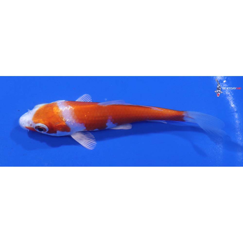 3.5” Imported Hariwake