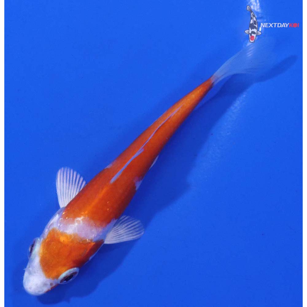 3.5” Imported Hariwake