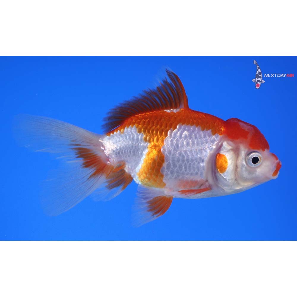 4” Imported Red and White Oranda