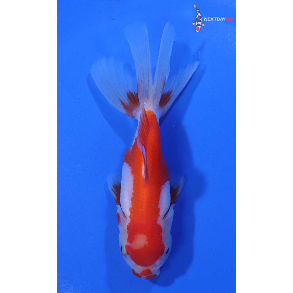 4” Imported Red and White Oranda