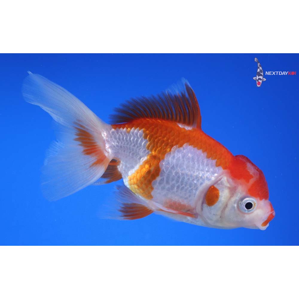 4” Imported Red and White Oranda