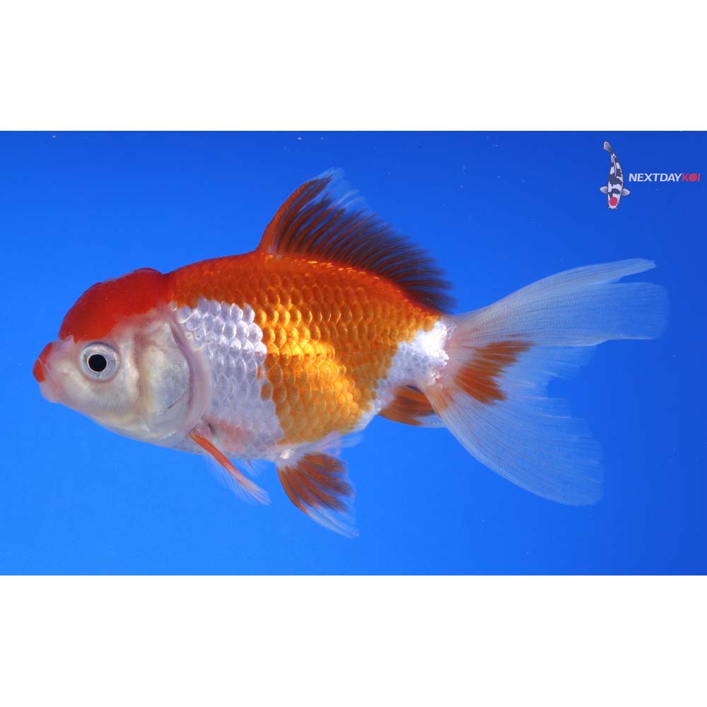 4” Imported Red and White Oranda