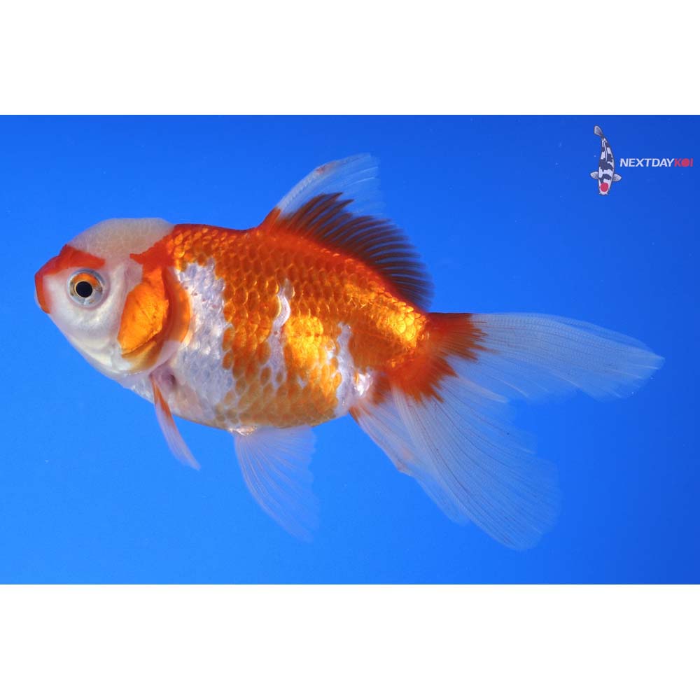 4” Imported Red and White Oranda