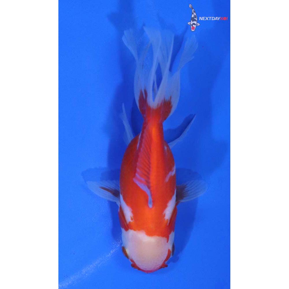 4” Imported Red and White Oranda
