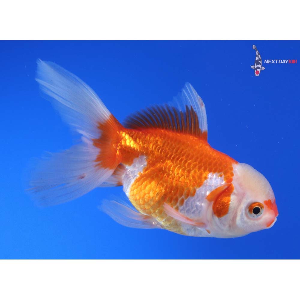 4” Imported Red and White Oranda