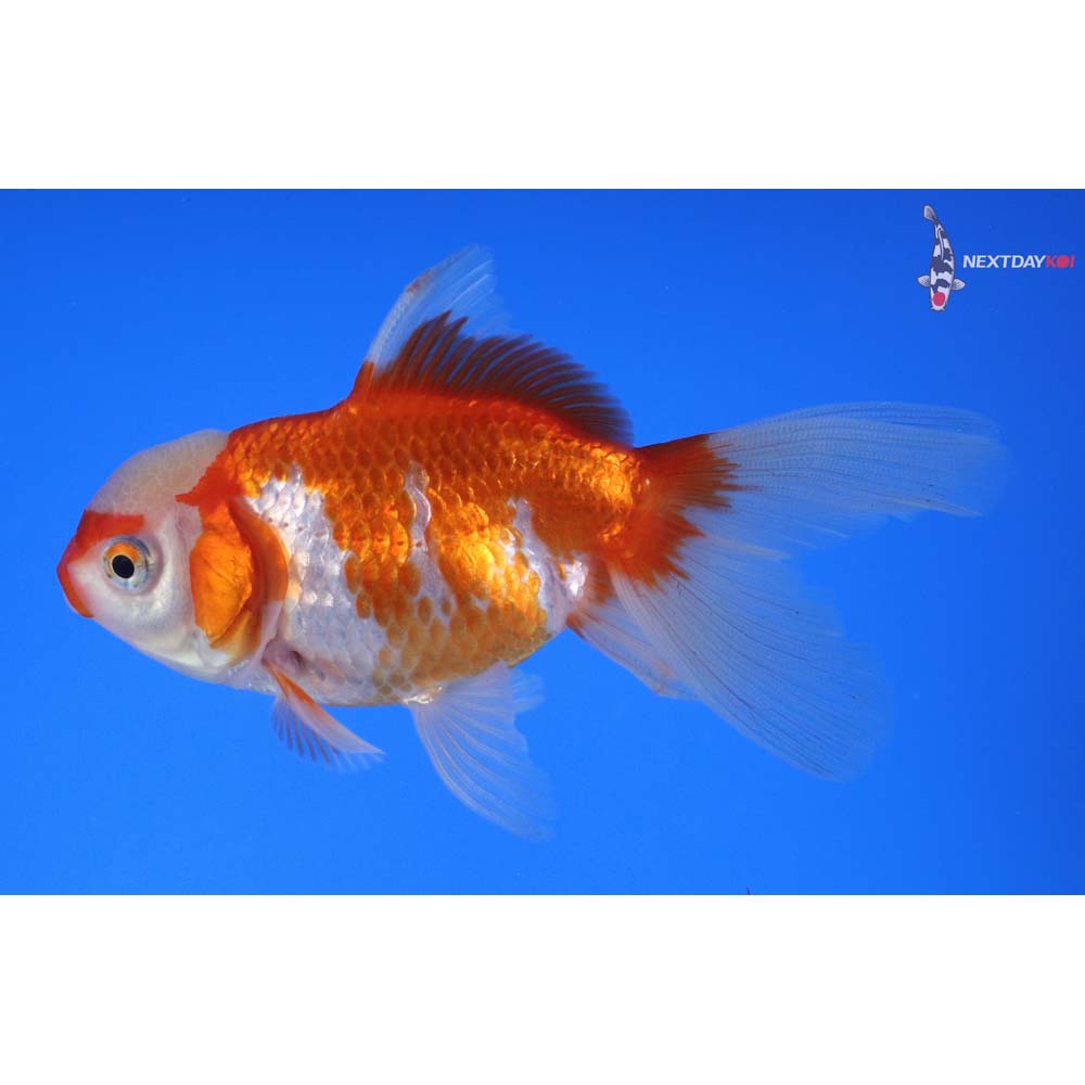4” Imported Red and White Oranda