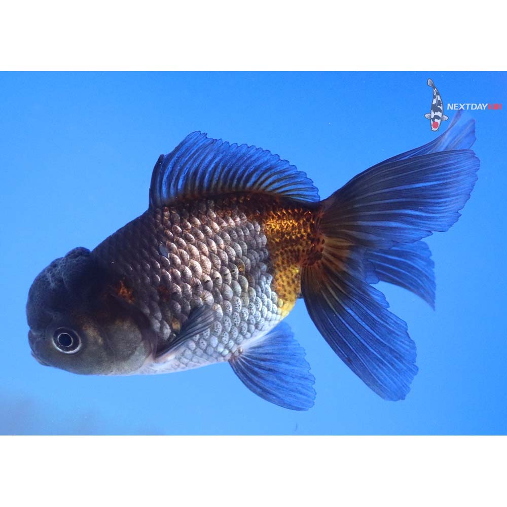 4.5” Imported Blue Oranda
