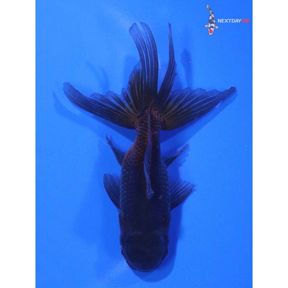 4.5” Imported Blue Oranda