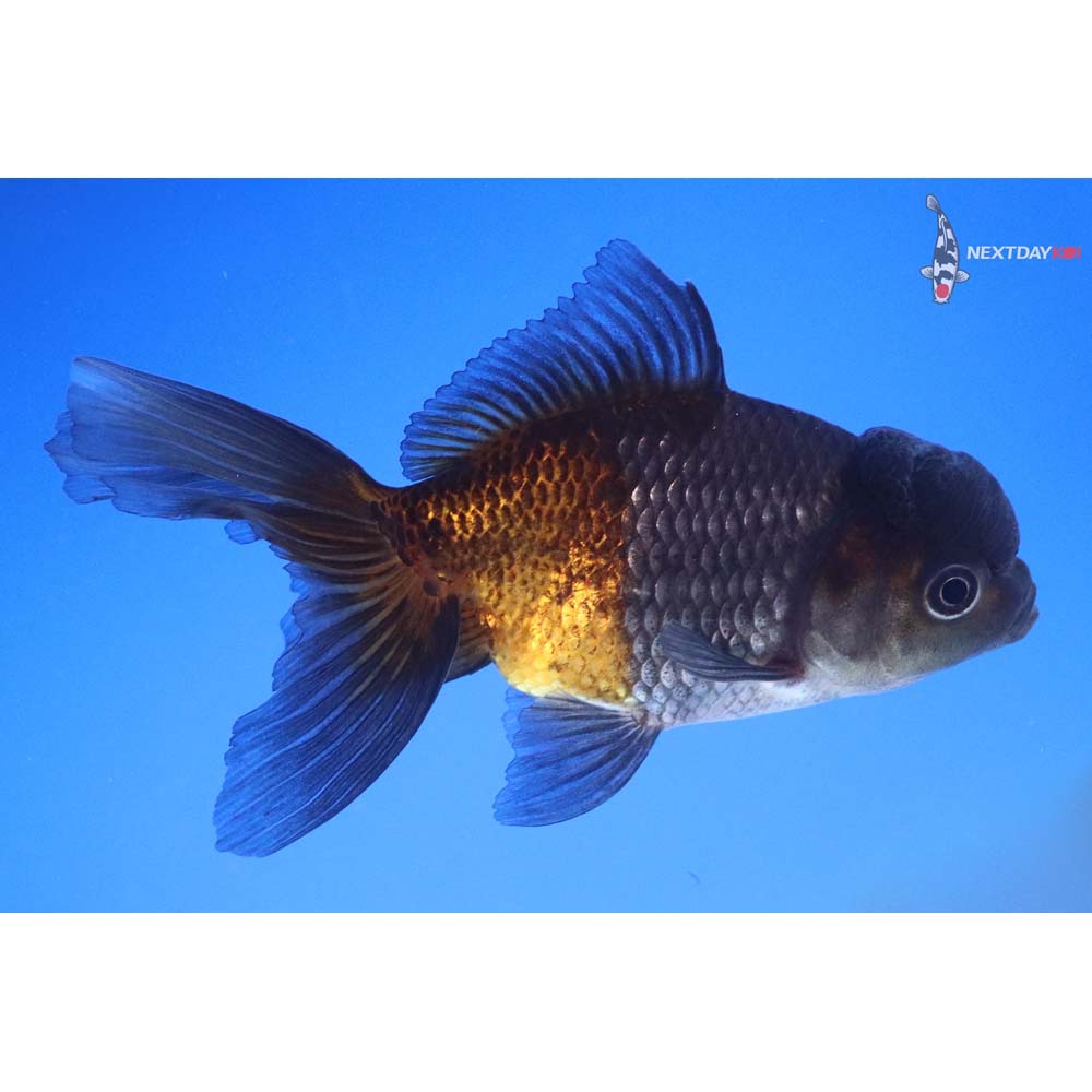 4.5” Imported Blue Oranda