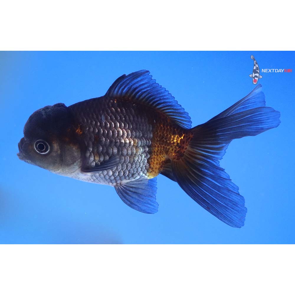 4.5” Imported Blue Oranda