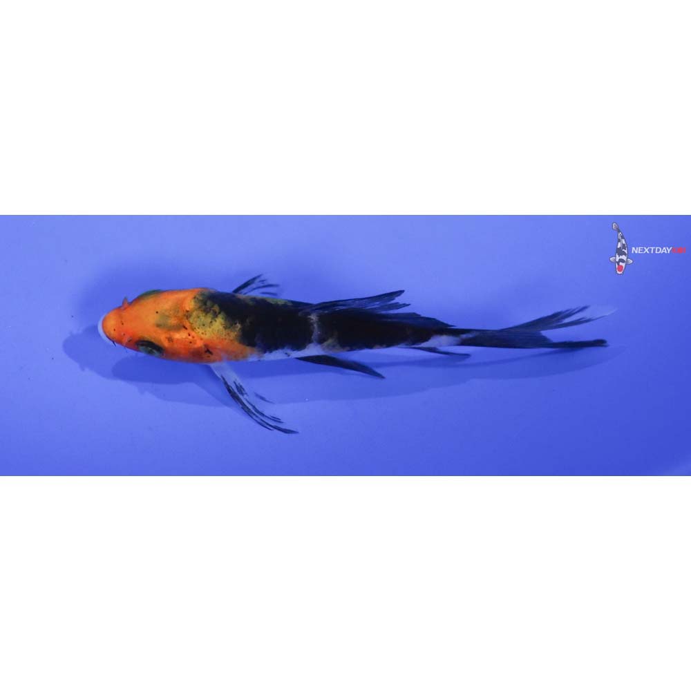 3” Imported Sanke Butterfly Koi